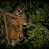 Kynkazu - Potos flavus - Kinkajou 0729